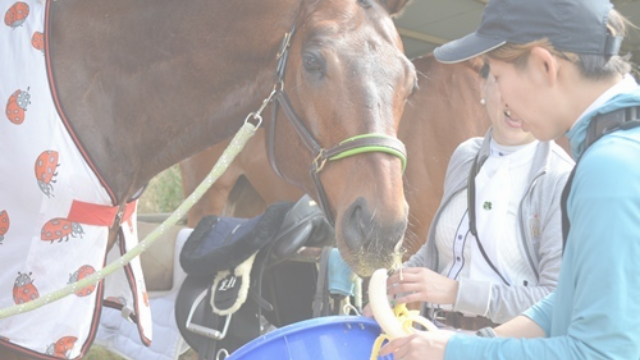 バナナを食べる馬